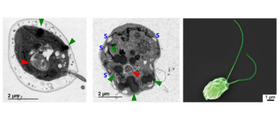 Microscopía electrónica de transmisión de células de Chlamydomonas reinhardtii para mostrar alteraciones causadas por cadmio y mercurio. El pirenoide (p) parece aberrante, con proliferación de vesículas lipídicas (punta de flecha verde) y granos de almidón. Los metales también desencadenaron la aparición de vesículas de autofagia (punta de flecha roja). Derecha: imagen de Chlamydomonas reinhardtii (Wikimedia Commons).