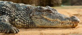 BL04-MSPD highlight Crocodile teeth